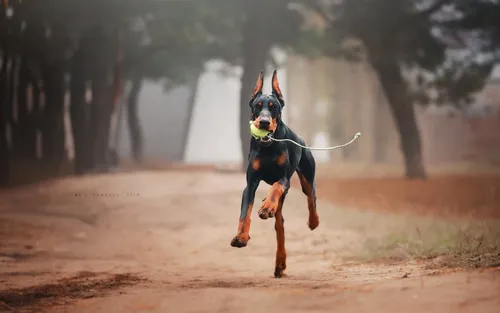 Доберман Обои на телефон собака бежит с мячом во рту