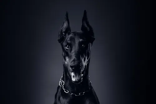Доберман Обои на телефон черная собака с ошейником