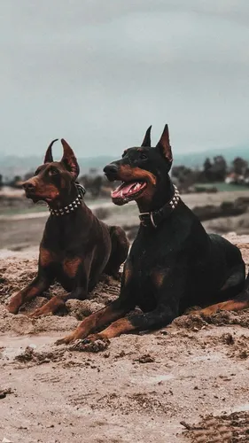 Доберман Обои на телефон две собаки сидят на пляже
