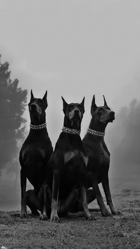 Доберман Обои на телефон группа собак, стоящих на холме