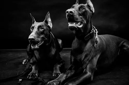 Доберман Обои на телефон пара собак, сидящих рядом друг с другом