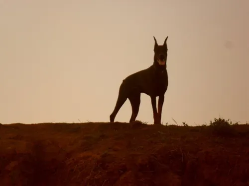 Доберман Обои на телефон кенгуру, стоящий на холме