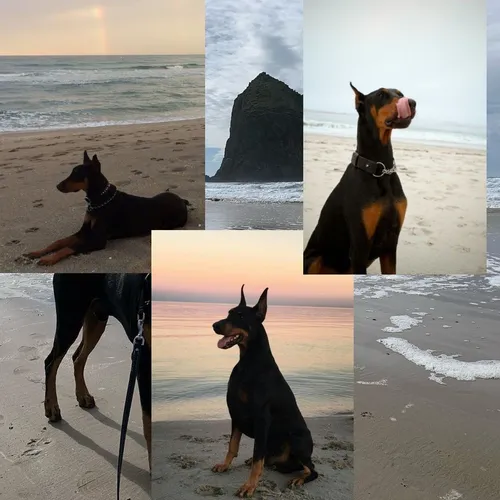 Доберман Обои на телефон собака сидит на пляже