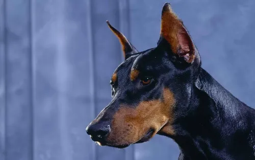 Доберман Обои на телефон собака смотрит в камеру