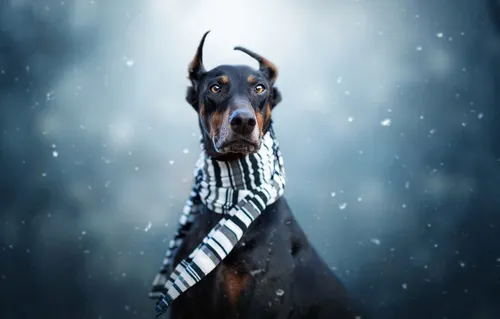 Доберман Обои на телефон собака в шарфе