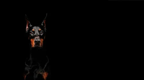 Доберман Обои на телефон собака на черном фоне