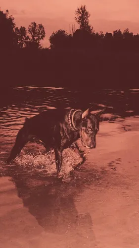 Доберман Обои на телефон собака бежит в воде