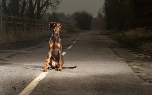 Доберман Обои на телефон собака, сидящая на обочине дороги
