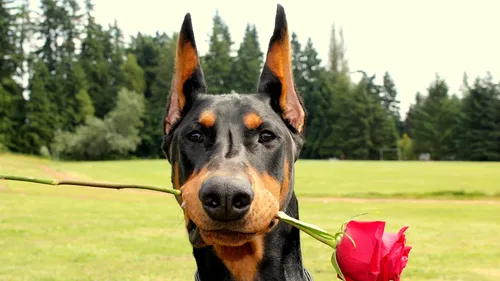 Доберман Обои на телефон собака, держащая розу