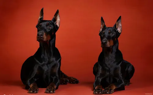 Доберман Обои на телефон пара черных собак