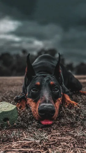 Доберман Обои на телефон собака, лежащая в траве