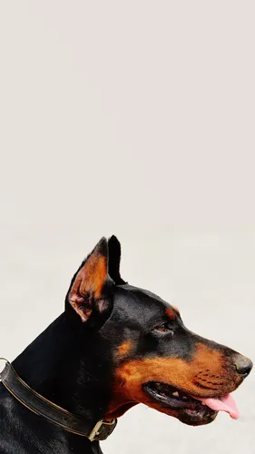 Доберман Обои на телефон собака с высунутым языком