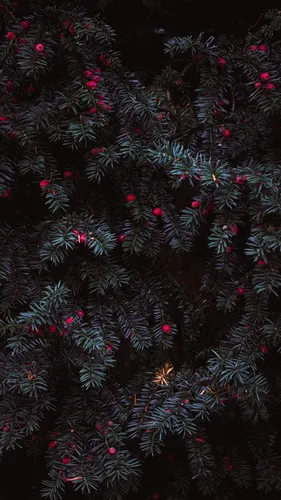 Красивые Темные Обои на телефон дерево с множеством маленьких красных цветов