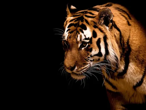 Красивые Темные Обои на телефон тигр смотрит в камеру