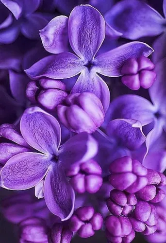 Лиловые Обои на телефон группа фиолетовых цветов