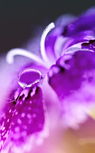 Лиловые Обои на телефон крупный план фиолетового цветка