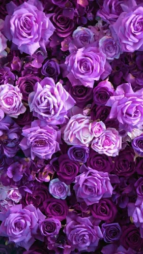 Лиловые Обои на телефон большая группа розовых и фиолетовых цветов
