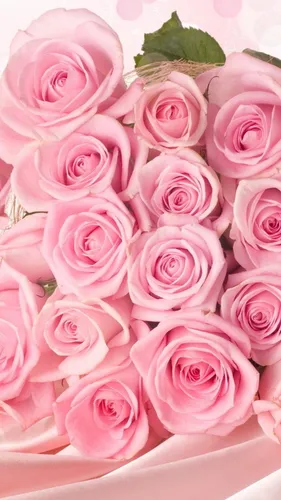 Нежно Розовые Обои на телефон группа розовых роз