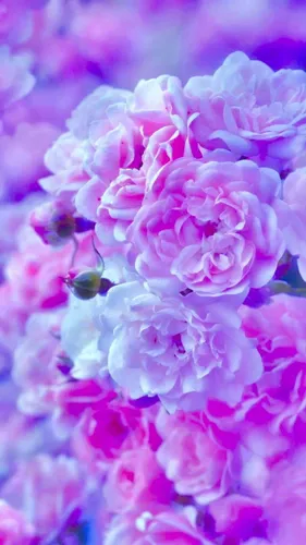 Нежно Розовые Обои на телефон крупный план розовых цветов