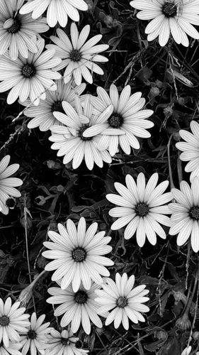 Серые Обои на телефон группа белых цветов