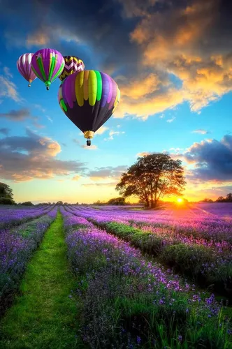 Новые Обои на телефон группа воздушных шаров в небе над полем фиолетовых цветов