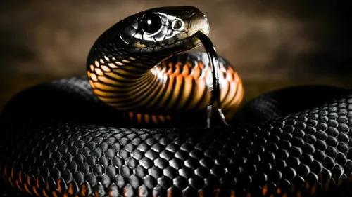 Змея Обои на телефон змея с желто-черной головой