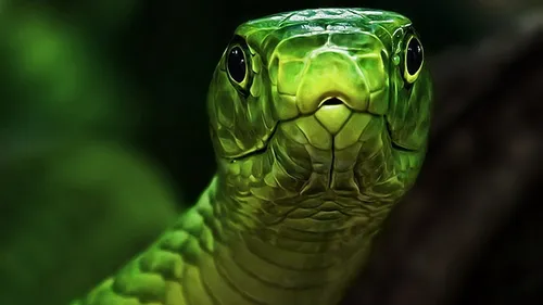 Змея Обои на телефон зеленая ящерица с зеленой головой