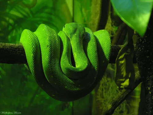 Змея Обои на телефон зеленая змея свернута