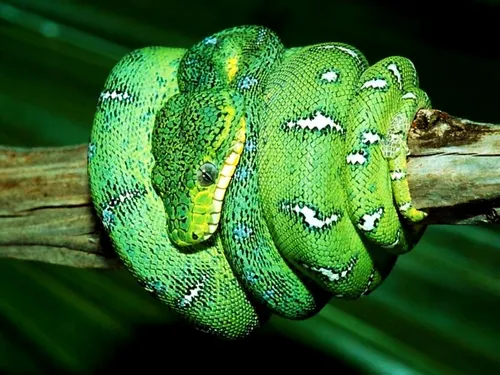 Змея Обои на телефон зеленая змея на ветке