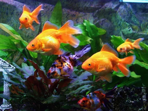 Золотые Рыбки Обои на телефон группа золотых рыбок в аквариуме