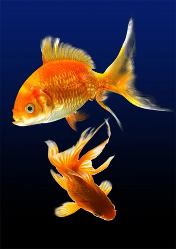 Золотые Рыбки Обои на телефон пара золотых рыбок, плавающих в воде