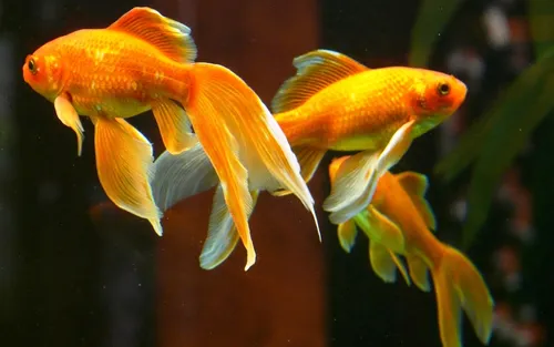 Золотые Рыбки Обои на телефон фото на Samsung