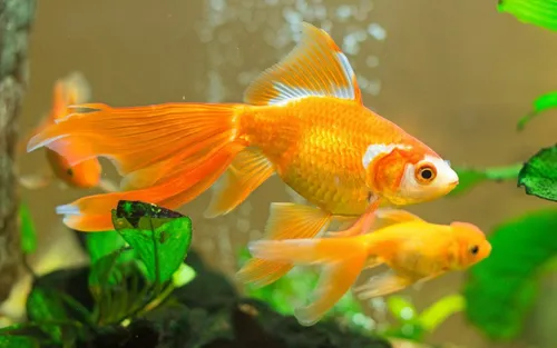 Золотые Рыбки Обои на телефон фото на андроид