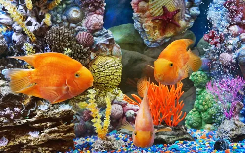 Золотые Рыбки Обои на телефон группа оранжевых рыбок в аквариуме