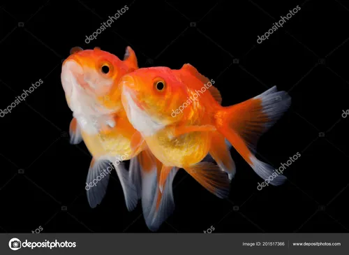 Золотые Рыбки Обои на телефон эстетика