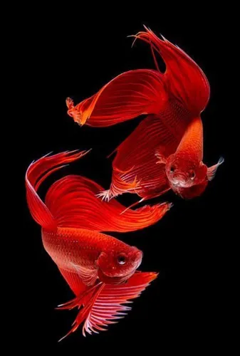 Золотые Рыбки Обои на телефон группа красной рыбы