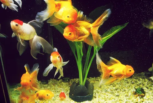 Золотые Рыбки Обои на телефон группа рыб в аквариуме