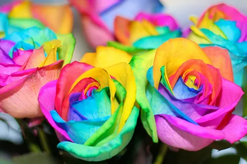 Радуга Обои на телефон группа разноцветных цветов