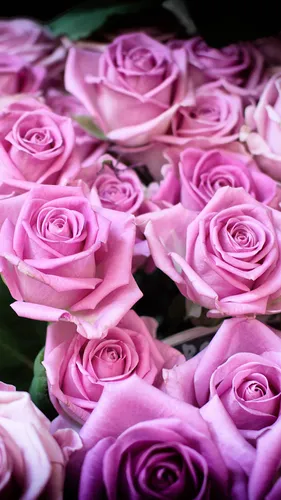Розы Розовые Обои на телефон рисунок