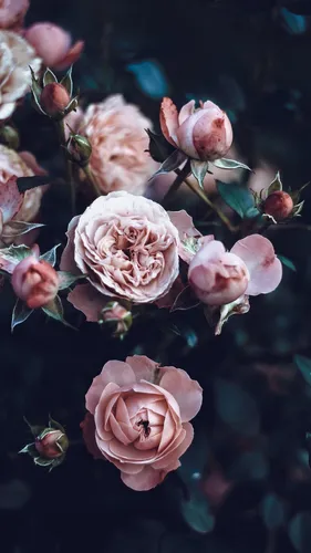 Розы Розовые Обои на телефон группа розовых цветов