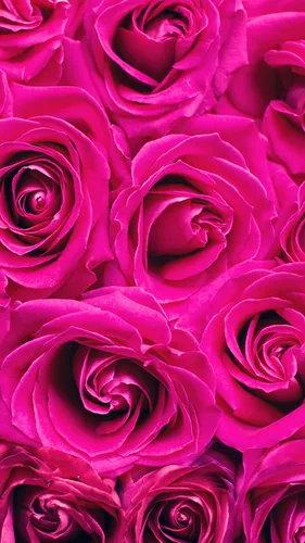 Розы Розовые Обои на телефон для телефона