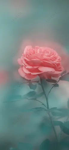 Розы Розовые Обои на телефон картинка
