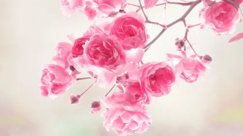 Розы Розовые Обои на телефон крупный план некоторых цветов