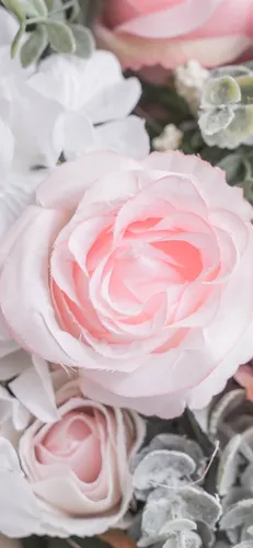 Розы Розовые Обои на телефон розовая роза крупным планом