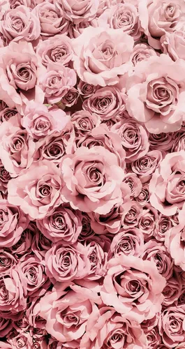 Розы Розовые Обои на телефон большая группа розовых роз