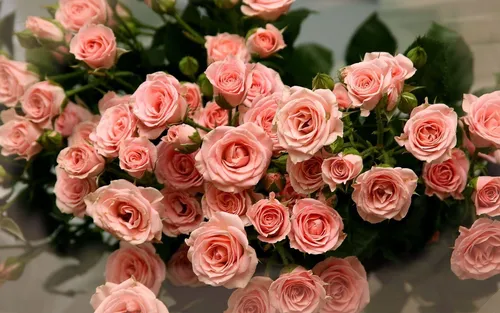 Розы Розовые Обои на телефон фото для телефона