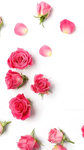 Розы Розовые Обои на телефон 4K