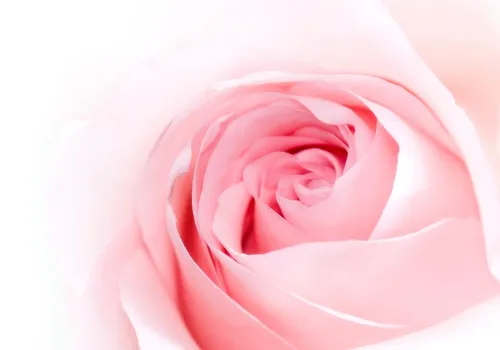 Розы Розовые Обои на телефон розовая роза на белом фоне