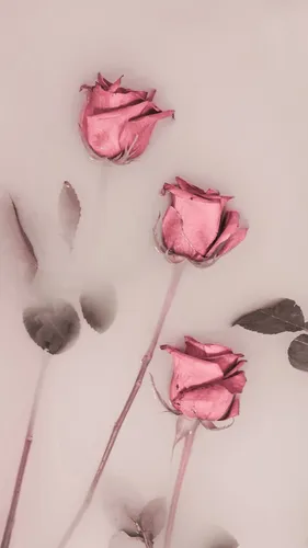 Розы Розовые Обои на телефон бесплатные обои