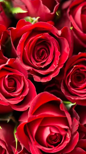 Розы Розовые Обои на телефон группа красных роз